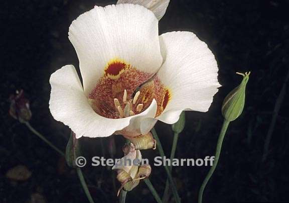 calochortus venustus 4 graphic